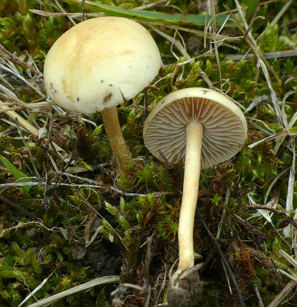 Agrocybe pediades - Bernard CLESSE